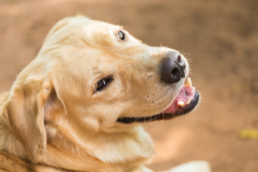 lindo-labrador-retriever