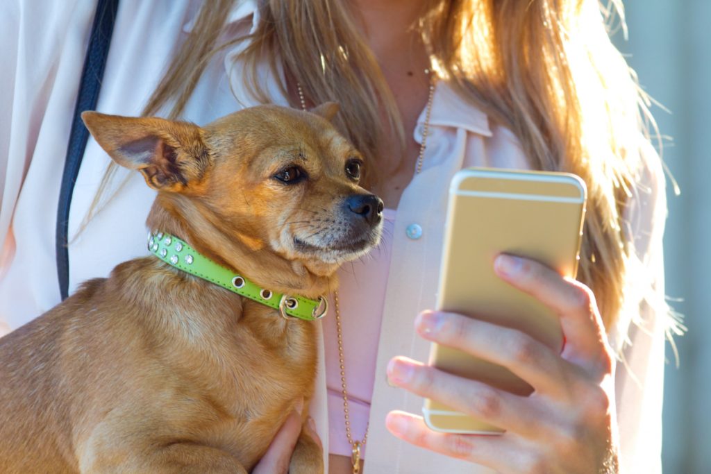 mujer-perro-manos-usando-telefonos